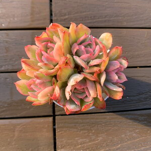 _@GPxA@GсiQjA ϗtA CeA 񂹐A@VERVE