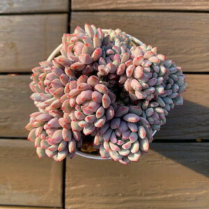 _ A 񂹐A GPxA@f[xu[r[iQj ϗtA CeA VERVE