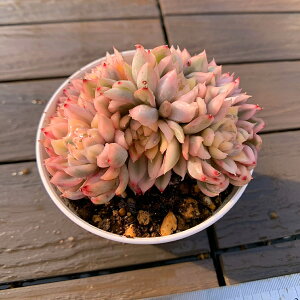 _ A 񂹐A GPxA@ iQj@'Mebina' f.variegata@c@c ϗtA CeA@VERVE