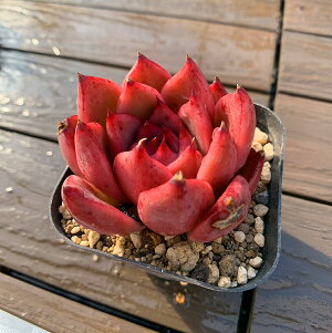 _ A 񂹐A GPxA Honey pink(P) ϗtA CeA@VERVE