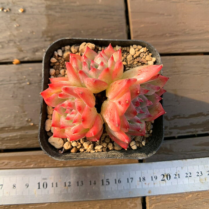 楽天市場】農園直売 多肉植物 寄せ植え エケベリア属 AKマリア（群