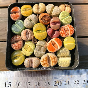 _ A 񂹐A g[vXi20-23Zbgj@ϗtA CeA@VERVE