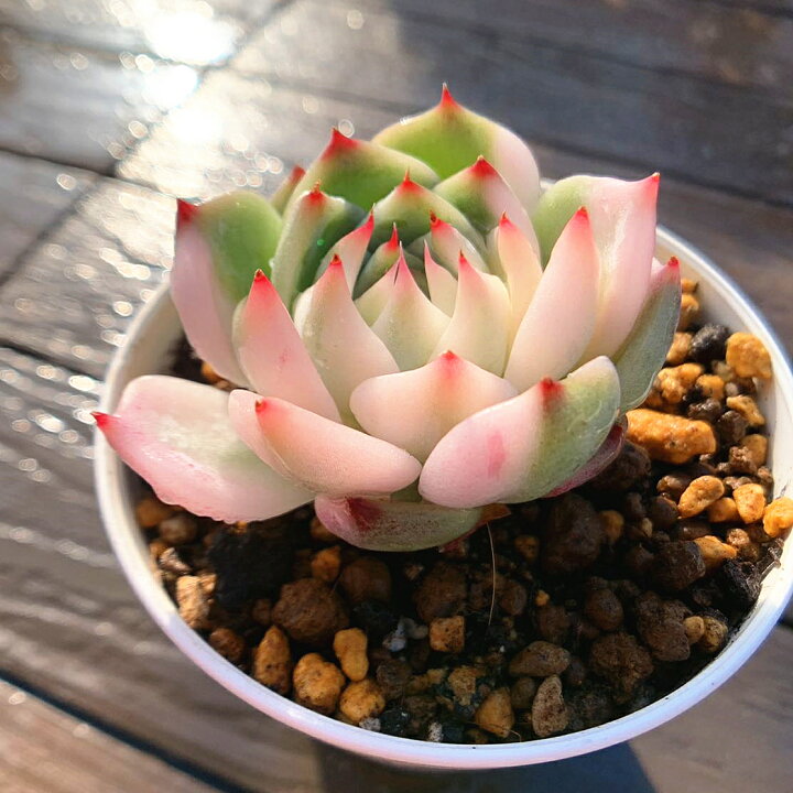 楽天市場】農園直売 多肉植物 寄せ植え エケベリア属 チワワエンシス錦 