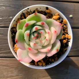 農園直売 多肉植物 寄せ植え エケベリア属 チワワエンシス錦（単）観葉植物 インテリア　多肉専門VERVE