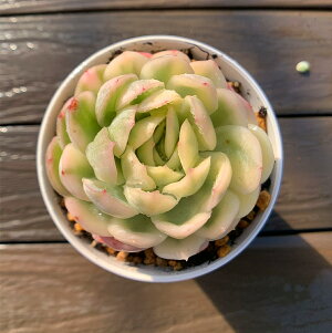 _ A 񂹐A GPxA Xgx[ACXсiPjϗtA CeA@VERVE