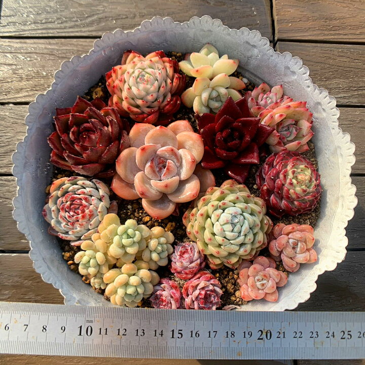 楽天市場】リニューアル 農園直売 多肉植物 寄せ植え 季節のおまかせ