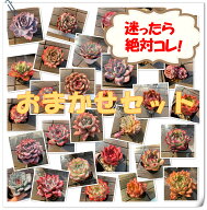 期間限定【1セット買うと、1セット付いてくる】農園直売 多肉植物 寄せ植え 季節のおまかせセット 10株 +…