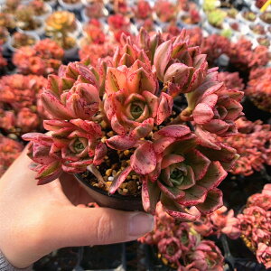 _ A 񂹐A AGIjE@niiQj@ϗtA CeA@VERVE