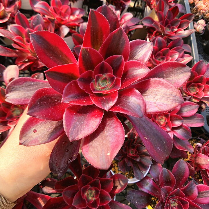 楽天市場】農園直売 多肉植物 寄せ植え アエオニウム属 メデューサ  