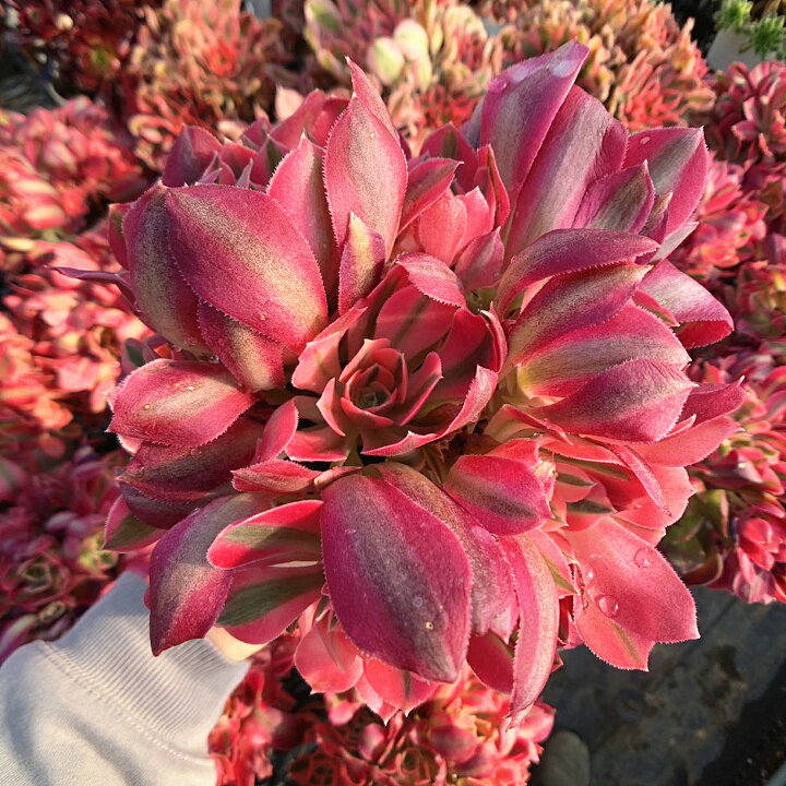 楽天市場】農園直売 多肉植物 寄せ植え アエオニウム ピンクウィッチ  