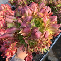 楽天市場】多肉植物 アエオニウムの通販