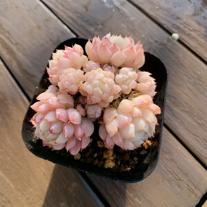 _ A 񂹐A GPxA@Ou[TxAoiQj@Vi c ϗtA CeA VERVE