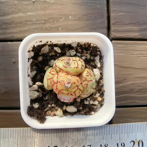 _ A RmtBc@~j}iQj@@Z@ϗtA@CeA@VERVE