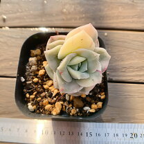 楽天市場】多肉植物 ラブリーローズの通販