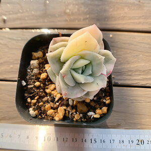 _ A 񂹐A GPxA@u[[YсiPj ϗtA CeA VERVE