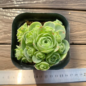 _ A 񂹐A O[mrA hh^XiQj ϗtA CeA@VERVE