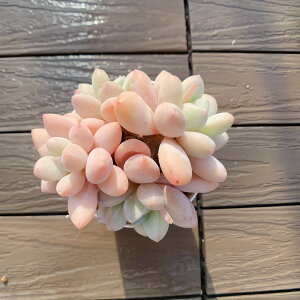 _ A 񂹐A _}iQj ϗtA CeA@VERVE