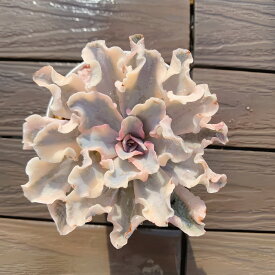 農園直売 多肉植物 寄せ植え エケベリア属　リベリア錦（単） 観葉植物 インテリア　多肉専門VERVE