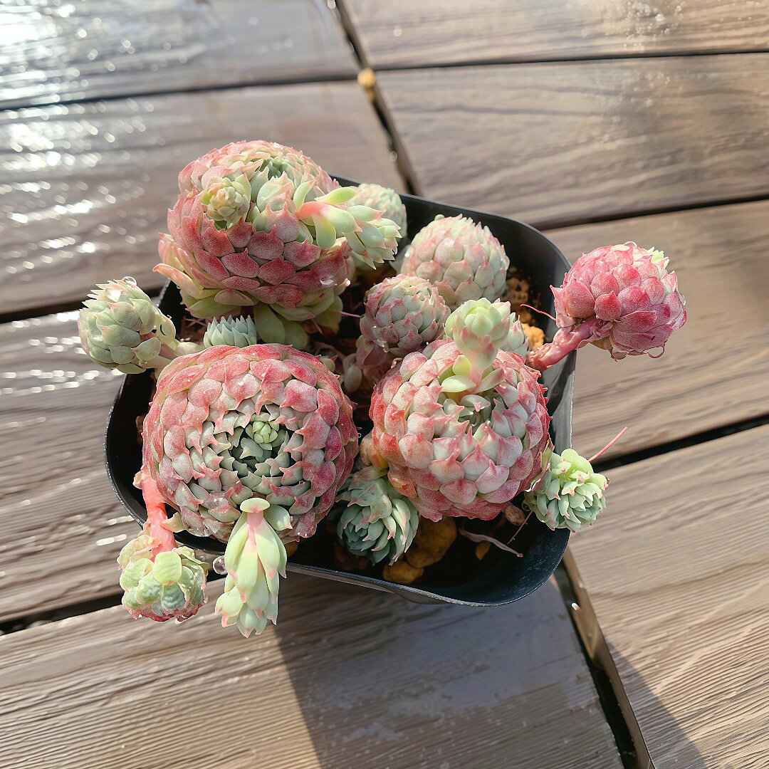 農園直売 多肉植物 寄せ植え エケベリア属　vincent catto（群）ヴィンセントカトー 観葉植物 インテリア　多肉専門VERVE