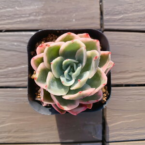 _ A 񂹐A GPxA@sNxсiPj@ ϗtA CeA@VERVE