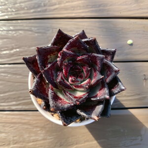 _ A 񂹐A GPxA Echeveria iPj@ ϗtA CeA@VERVE