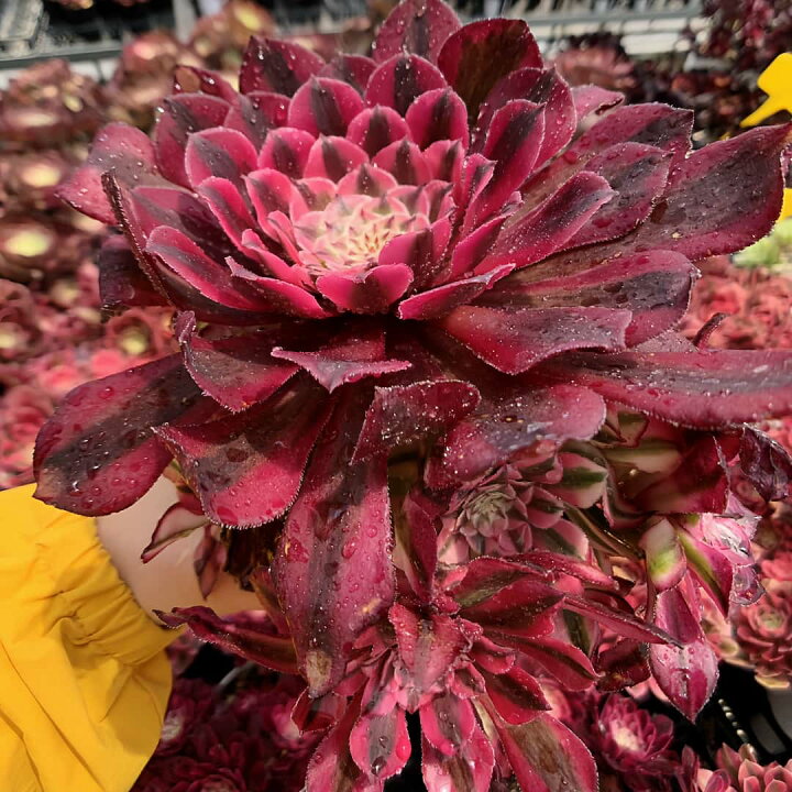 楽天市場】農園直売 多肉植物 寄せ植え アエオニウム属 ガーネット白斑 