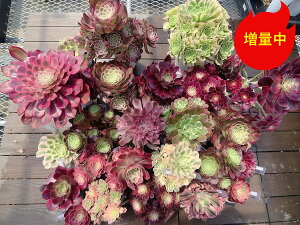 \̔@Ԍ葝ʁ@_ @A AGIjEA1_Iׂ@ATCY܂Zbg v6+~jXRbv+1_ʁ@c ϗtA 񂹐A@CeA@
