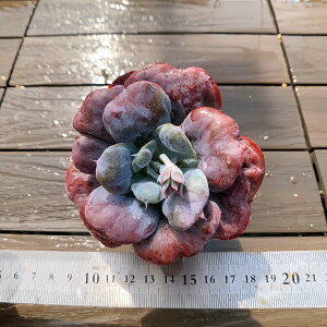 Ԍl@_ A 񂹐A n[gfBCgiPj@ϗtA CeA@VERVE