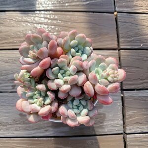 _ A 񂹐A Graptoveria 'Moemame'GiQj ϗtA CeA VERVE