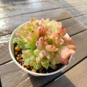 _ A 񂹐A GPxA@}KiQj ϗtA CeA VERVE