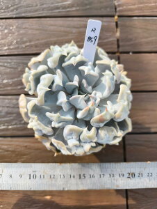 @X[p[iPjA@R859@I ɏ㊔ VERVE