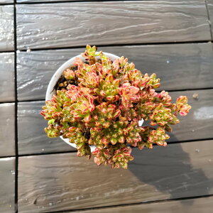 _ A 񂹐A GPxA@l̍ՂсiQj ϗtA CeA VERVE