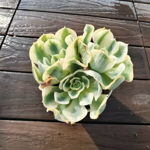 _ A 񂹐A GPxA@m[fB[iQj() ϗtA CeA VERVE