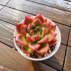 _ A 񂹐A GPxA bhhS@'Red Dragon' ϗtA CeA@VERVE