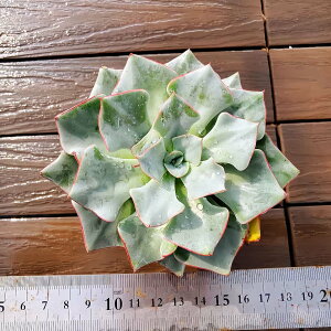 _ A 񂹐A GPxA XgN`t[ m@ij ϗtA CeA@VERVE