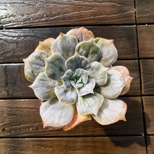 _ A 񂹐A GPxA@}[xсiPj ϗtA CeA@VERVE