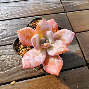 _ A 񂹐A GPxA giPjϗtA CeA@VERVE