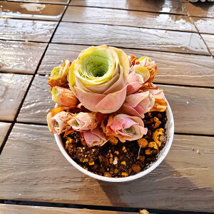 _ A 񂹐A jiiQj@ϗtA CeA@VERVE