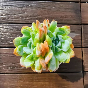 _ A 񂹐A GPxA Ci2jϗtA CeA@VERVE