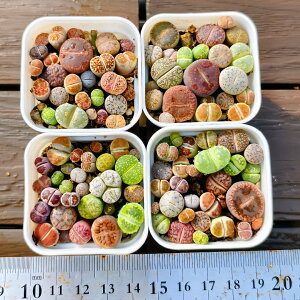 _ A 񂹐A g[vXi18-25Zbgj@ϗtA CeA@VERVE