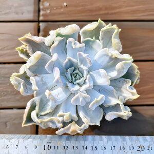 _ A 񂹐A GPxA@X[p[iPjA@ ϗtA CeA VERVE