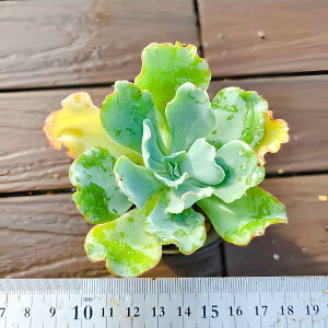 _ A 񂹐A GPxA@ANGAXiPj ϗtA CeA VERVE