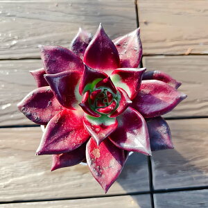 _ A 񂹐A GPxA Ir  c@A lC@c ϗtA CeA