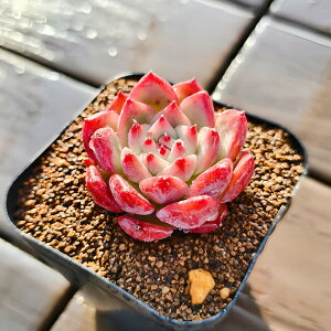 _ A 񂹐A GPxA R[^iPj c ϗtA CeA