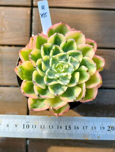 �����@�A�[�N�e�B�b�N�C�G���[�i�сj����@R875�@���A�V��@���I �ɏ㊔ �������VERVE