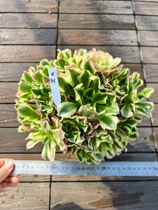 @AGIjE@JԐ΁iQj@R911@I ɏ㊔ VERVE