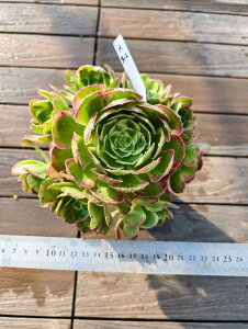 @AGIjE@CiQj@R912@I ɏ㊔ VERVE