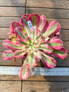 @AGIjE@AtfBeB[iQj@R913@I ɏ㊔ VERVE