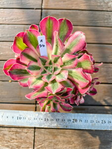 @AGIjE@AtfBeB[iQj@R914@I ɏ㊔ VERVE