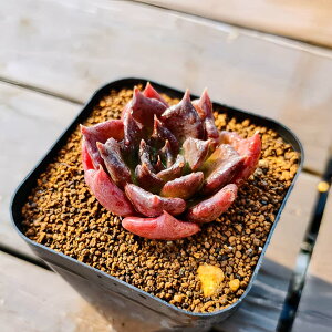 _ A 񂹐A GPxA ubN}fBo@iPj󏭁@c@c ϗtA CeA